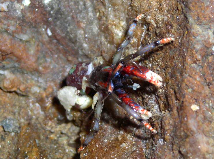 Upogebia pusilla